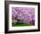 Wooden Bench under Cherry Blossom Tree in Winterthur Gardens, Wilmington, Delaware, Usa-Jay O'brien-Framed Photographic Print