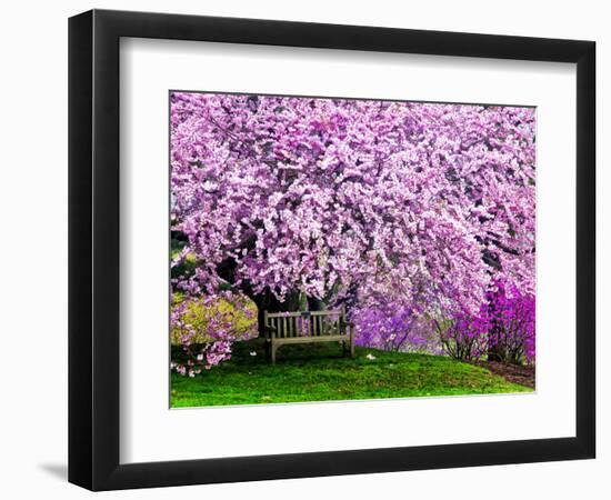 Wooden Bench under Cherry Blossom Tree in Winterthur Gardens, Wilmington, Delaware, Usa-Jay O'brien-Framed Photographic Print