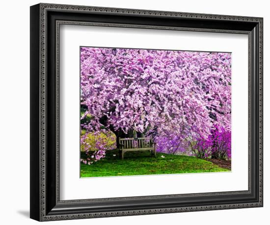 Wooden Bench under Cherry Blossom Tree in Winterthur Gardens, Wilmington, Delaware, Usa-Jay O'brien-Framed Photographic Print