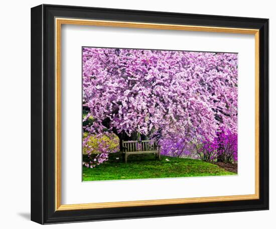 Wooden Bench under Cherry Blossom Tree in Winterthur Gardens, Wilmington, Delaware, Usa-Jay O'brien-Framed Photographic Print