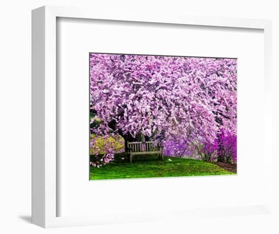 Wooden Bench under Cherry Blossom Tree in Winterthur Gardens, Wilmington, Delaware, Usa-Jay O'brien-Framed Photographic Print