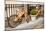 Wooden Bicycles in Amsterdam-Erin Berzel-Mounted Photographic Print