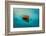 Wooden boat at anchorage is the epitome of simplicity. Westport, County Mayo, Ireland.-Betty Sederquist-Framed Photographic Print