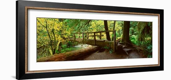 Wooden Bridge in the Hoh Rainforest, Olympic National Park, Washington-null-Framed Photographic Print