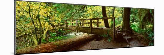 Wooden Bridge in the Hoh Rainforest, Olympic National Park, Washington-null-Mounted Photographic Print