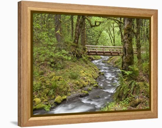 Wooden Bridge over Gorton Creek, Columbia River Gorge, Oregon, USA-Jaynes Gallery-Framed Premier Image Canvas