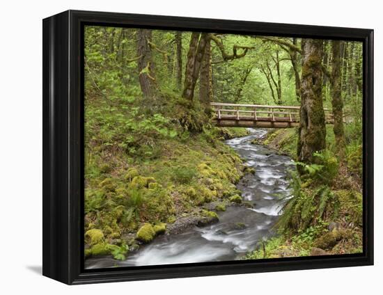 Wooden Bridge over Gorton Creek, Columbia River Gorge, Oregon, USA-Jaynes Gallery-Framed Premier Image Canvas