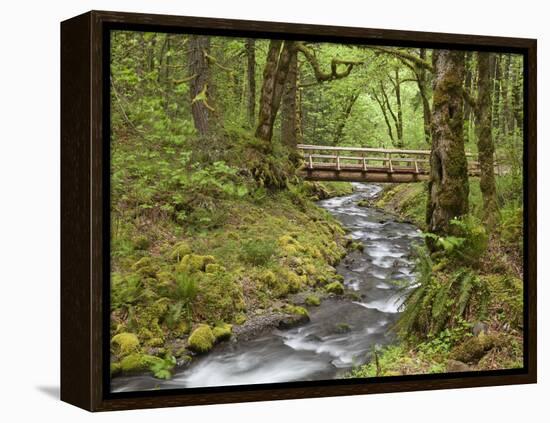 Wooden Bridge over Gorton Creek, Columbia River Gorge, Oregon, USA-Jaynes Gallery-Framed Premier Image Canvas