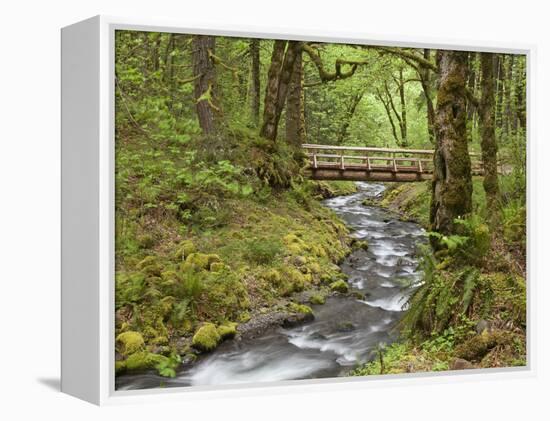 Wooden Bridge over Gorton Creek, Columbia River Gorge, Oregon, USA-Jaynes Gallery-Framed Premier Image Canvas