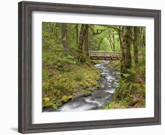 Wooden Bridge over Gorton Creek, Columbia River Gorge, Oregon, USA-Jaynes Gallery-Framed Photographic Print