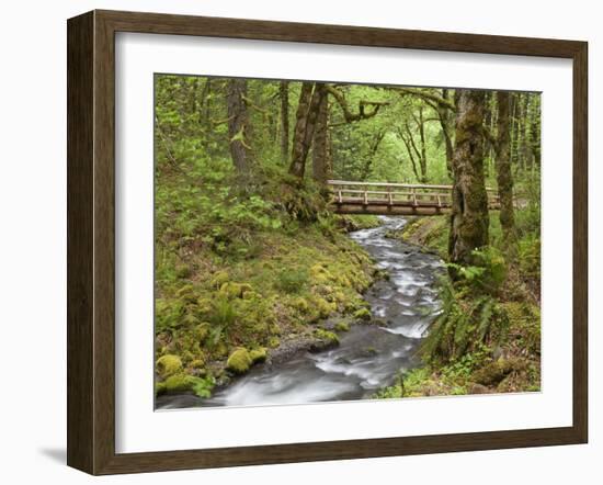 Wooden Bridge over Gorton Creek, Columbia River Gorge, Oregon, USA-Jaynes Gallery-Framed Photographic Print