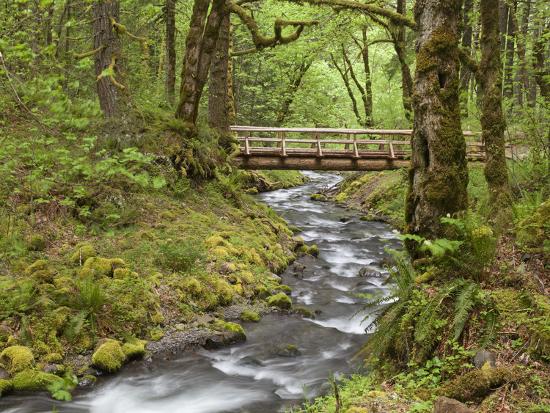 Wooden Bridge Over Gorton Creek Columbia River Gorge Oregon Usa Photographic Print By Jaynes Gallery Art Wooden Bridge Over Gorton Creek Columbia River Gorge Oregon Usa Photographic Print By Jaynes Gallery Art