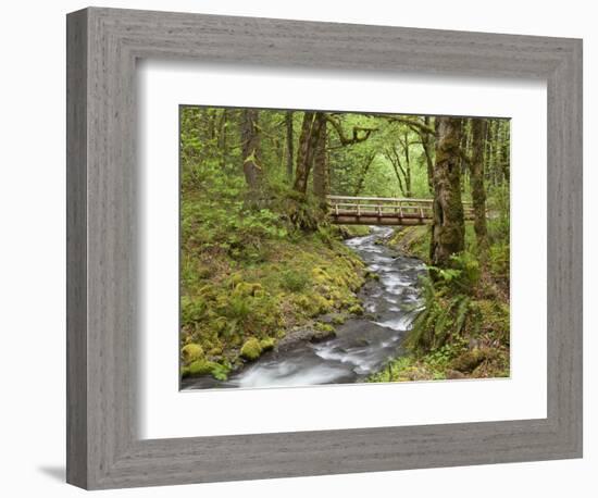 Wooden Bridge over Gorton Creek, Columbia River Gorge, Oregon, USA-Jaynes Gallery-Framed Photographic Print