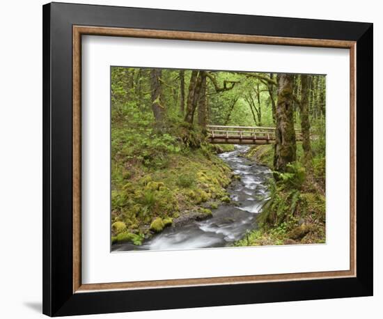 Wooden Bridge over Gorton Creek, Columbia River Gorge, Oregon, USA-Jaynes Gallery-Framed Photographic Print