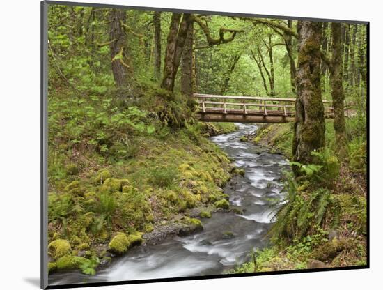 Wooden Bridge over Gorton Creek, Columbia River Gorge, Oregon, USA-Jaynes Gallery-Mounted Photographic Print