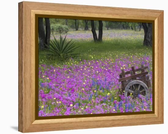 Wooden Cart in Field of Phlox, Blue Bonnets, and Oak Trees, Near Devine, Texas, USA-Darrell Gulin-Framed Premier Image Canvas
