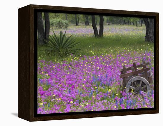 Wooden Cart in Field of Phlox, Blue Bonnets, and Oak Trees, Near Devine, Texas, USA-Darrell Gulin-Framed Premier Image Canvas