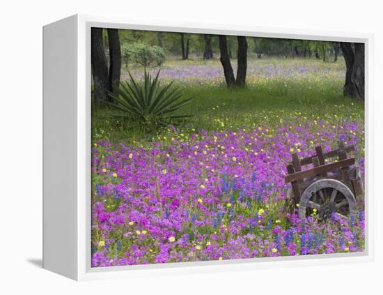 Wooden Cart in Field of Phlox, Blue Bonnets, and Oak Trees, Near Devine, Texas, USA-Darrell Gulin-Framed Premier Image Canvas