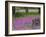 Wooden Cart in Field of Phlox, Blue Bonnets, and Oak Trees, Near Devine, Texas, USA-Darrell Gulin-Framed Photographic Print