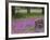 Wooden Cart in Field of Phlox, Blue Bonnets, and Oak Trees, Near Devine, Texas, USA-Darrell Gulin-Framed Photographic Print