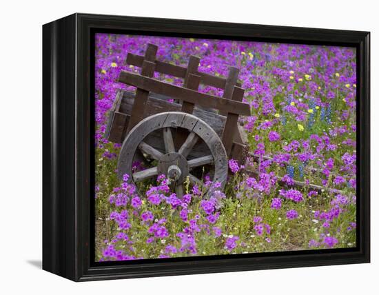 Wooden Cart in Field of Phlox, Blue Bonnets, and Oak Trees, Near Devine, Texas, USA-Darrell Gulin-Framed Premier Image Canvas