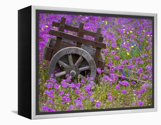 Wooden Cart in Field of Phlox, Blue Bonnets, and Oak Trees, Near Devine, Texas, USA-Darrell Gulin-Framed Premier Image Canvas