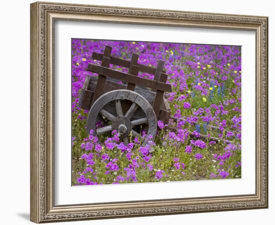 Wooden Cart in Field of Phlox, Blue Bonnets, and Oak Trees, Near Devine, Texas, USA-Darrell Gulin-Framed Photographic Print