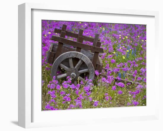 Wooden Cart in Field of Phlox, Blue Bonnets, and Oak Trees, Near Devine, Texas, USA-Darrell Gulin-Framed Photographic Print