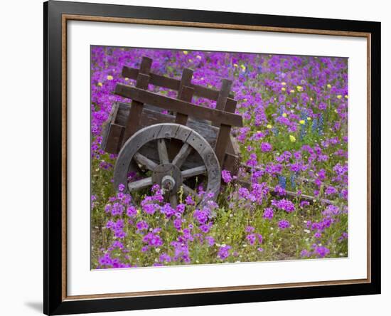 Wooden Cart in Field of Phlox, Blue Bonnets, and Oak Trees, Near Devine, Texas, USA-Darrell Gulin-Framed Photographic Print