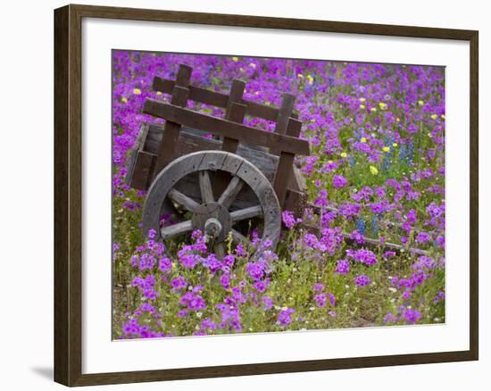 Wooden Cart in Field of Phlox, Blue Bonnets, and Oak Trees, Near Devine, Texas, USA-Darrell Gulin-Framed Photographic Print