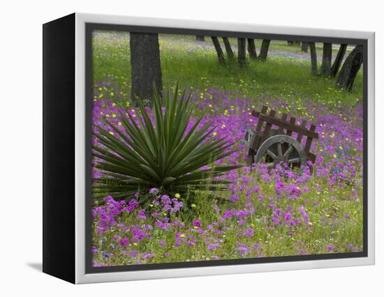 Wooden Cart in Field of Phlox, Blue Bonnets, and Oak Trees, Near Devine, Texas, USA-Darrell Gulin-Framed Premier Image Canvas