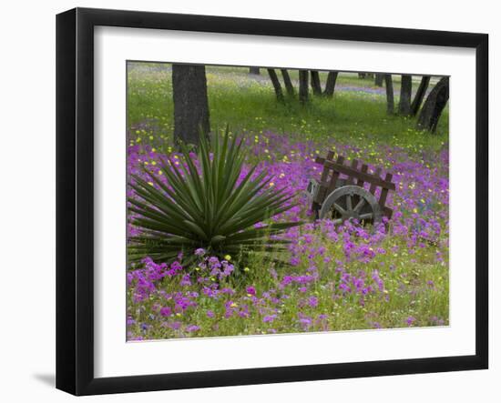 Wooden Cart in Field of Phlox, Blue Bonnets, and Oak Trees, Near Devine, Texas, USA-Darrell Gulin-Framed Photographic Print