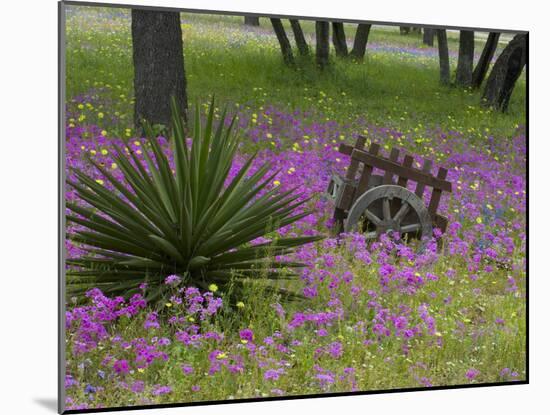 Wooden Cart in Field of Phlox, Blue Bonnets, and Oak Trees, Near Devine, Texas, USA-Darrell Gulin-Mounted Photographic Print