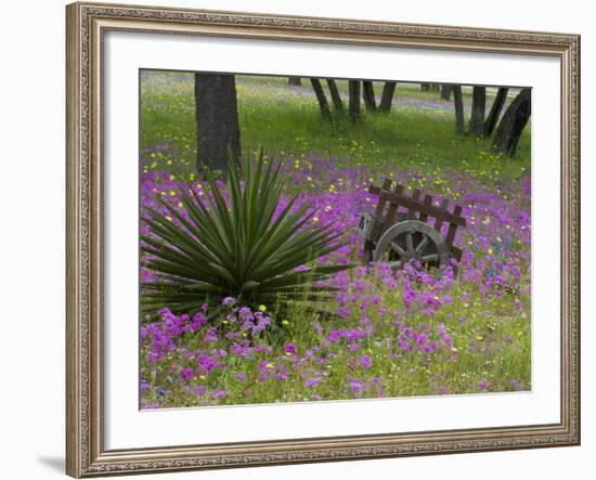 Wooden Cart in Field of Phlox, Blue Bonnets, and Oak Trees, Near Devine, Texas, USA-Darrell Gulin-Framed Photographic Print