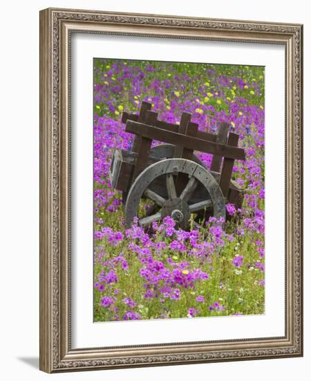 Wooden Cart in Field of Phlox, Blue Bonnets, and Oak Trees, Near Devine, Texas, USA-Darrell Gulin-Framed Photographic Print