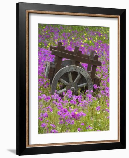 Wooden Cart in Field of Phlox, Blue Bonnets, and Oak Trees, Near Devine, Texas, USA-Darrell Gulin-Framed Photographic Print