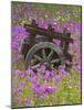 Wooden Cart in Field of Phlox, Blue Bonnets, and Oak Trees, Near Devine, Texas, USA-Darrell Gulin-Mounted Photographic Print