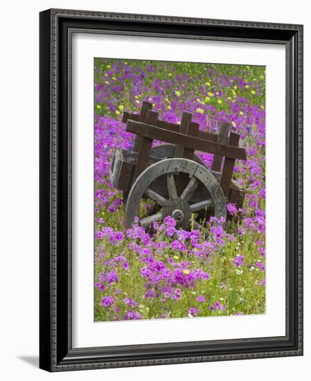 Wooden Cart in Field of Phlox, Blue Bonnets, and Oak Trees, Near Devine, Texas, USA-Darrell Gulin-Framed Photographic Print