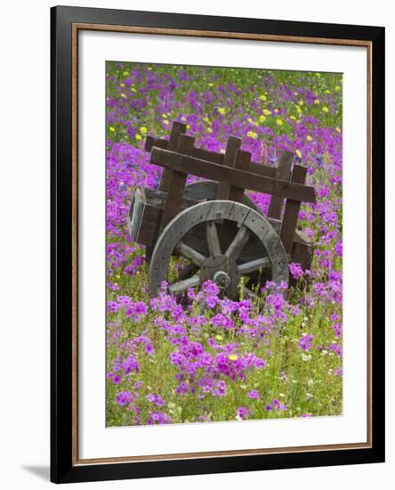 Wooden Cart in Field of Phlox, Blue Bonnets, and Oak Trees, Near Devine, Texas, USA-Darrell Gulin-Framed Photographic Print