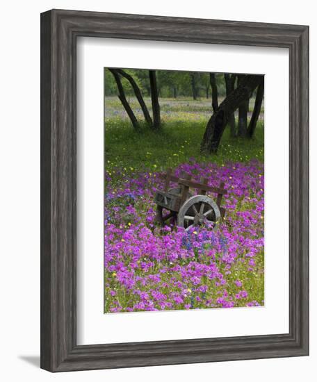 Wooden Cart in Field of Phlox, Blue Bonnets, and Oak Trees, Near Devine, Texas, USA-Darrell Gulin-Framed Photographic Print