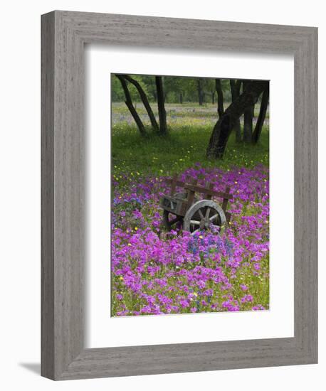 Wooden Cart in Field of Phlox, Blue Bonnets, and Oak Trees, Near Devine, Texas, USA-Darrell Gulin-Framed Photographic Print