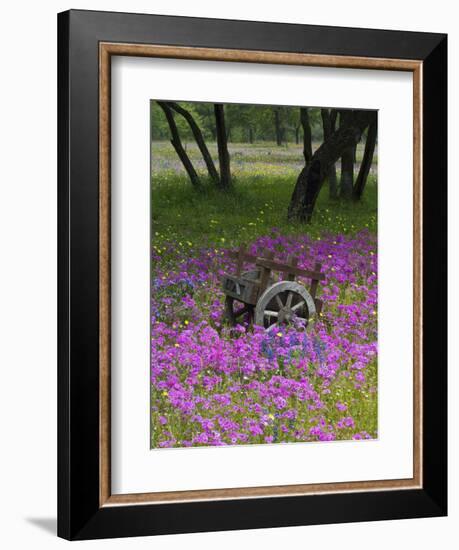 Wooden Cart in Field of Phlox, Blue Bonnets, and Oak Trees, Near Devine, Texas, USA-Darrell Gulin-Framed Photographic Print