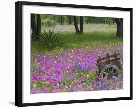 Wooden Cart in Field of Phlox, Blue Bonnets, and Oak Trees, Near Devine, Texas, USA-Darrell Gulin-Framed Photographic Print