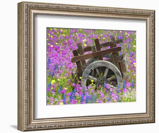 Wooden Cart in Field of Phlox, Blue Bonnets, and Oak Trees, Near Devine, Texas, USA-Darrell Gulin-Framed Photographic Print