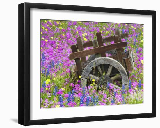 Wooden Cart in Field of Phlox, Blue Bonnets, and Oak Trees, Near Devine, Texas, USA-Darrell Gulin-Framed Photographic Print