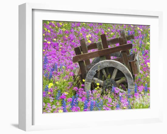 Wooden Cart in Field of Phlox, Blue Bonnets, and Oak Trees, Near Devine, Texas, USA-Darrell Gulin-Framed Photographic Print