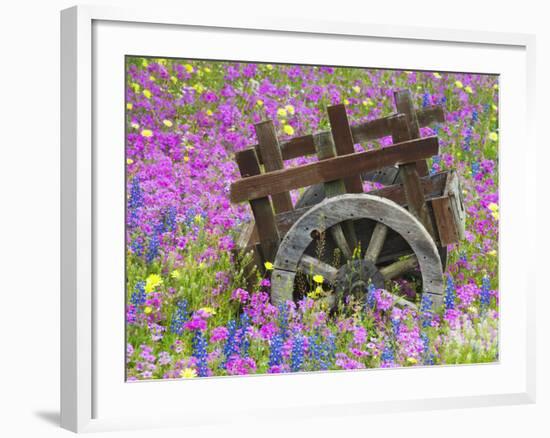 Wooden Cart in Field of Phlox, Blue Bonnets, and Oak Trees, Near Devine, Texas, USA-Darrell Gulin-Framed Photographic Print