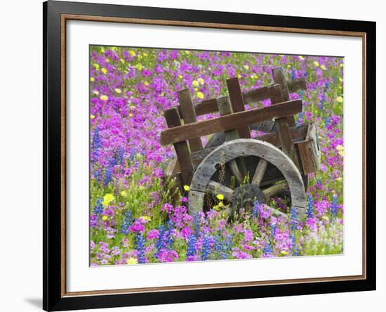 Wooden Cart in Field of Phlox, Blue Bonnets, and Oak Trees, Near Devine, Texas, USA-Darrell Gulin-Framed Photographic Print