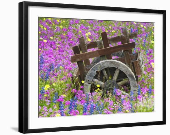 Wooden Cart in Field of Phlox, Blue Bonnets, and Oak Trees, Near Devine, Texas, USA-Darrell Gulin-Framed Photographic Print