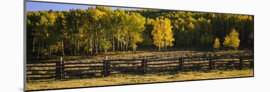 Wooden Fence and Aspen Trees in a Field, Telluride, San Miguel County, Colorado, USA-null-Mounted Photographic Print